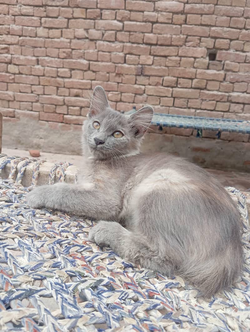 cats  1