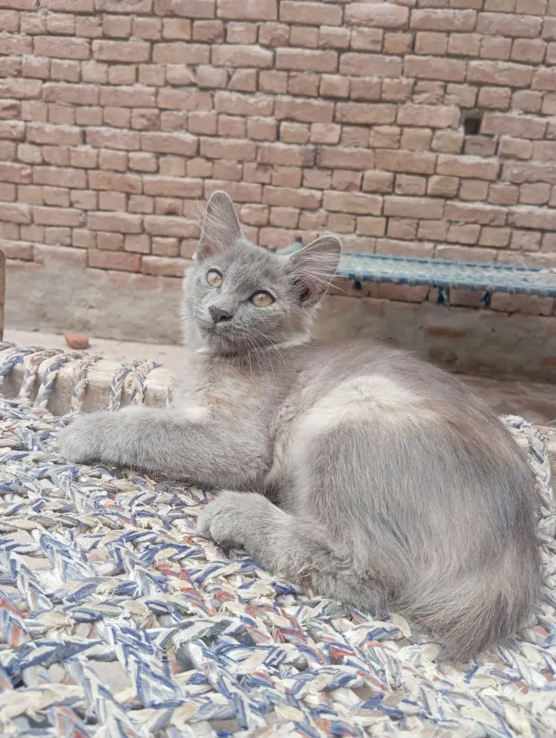 cats  — photo 2