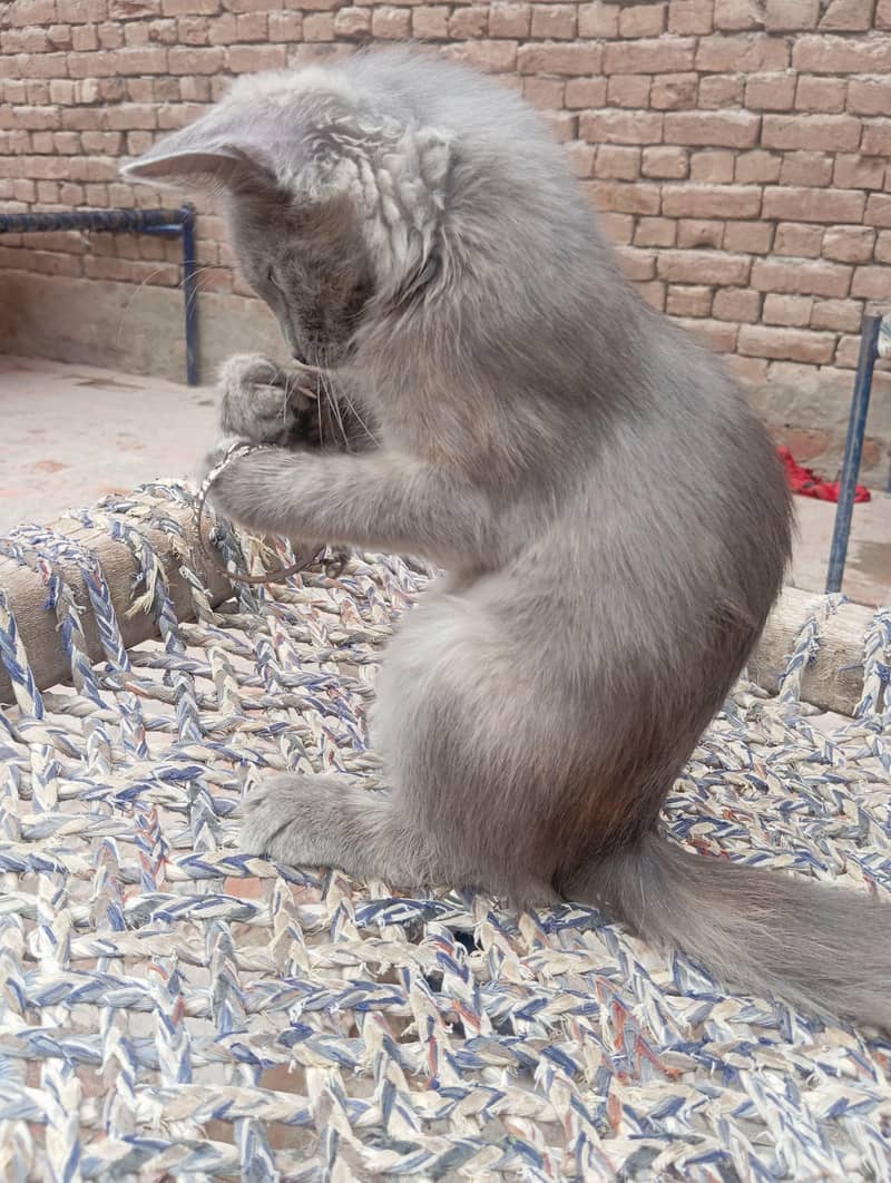 cats  2