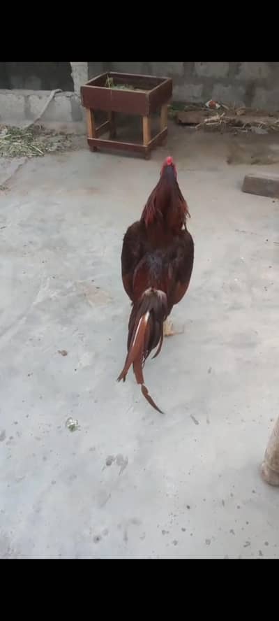 peela Zahreela