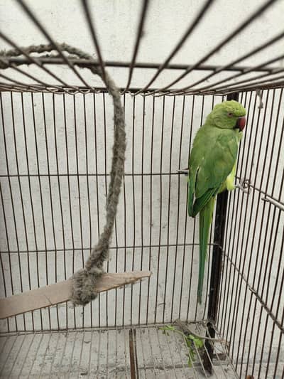 parrot