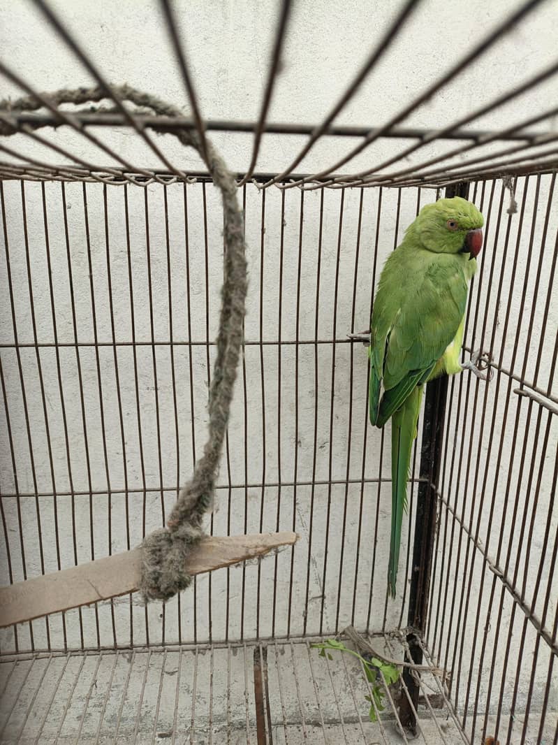 parrot 0