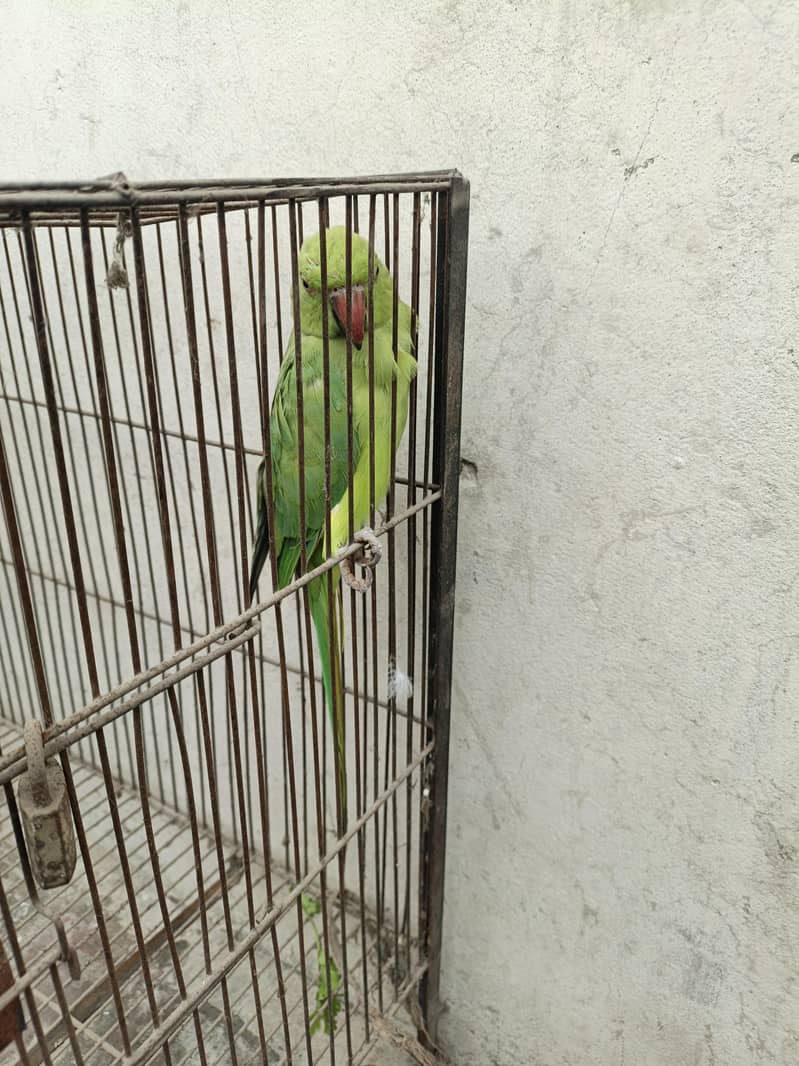 parrot 1