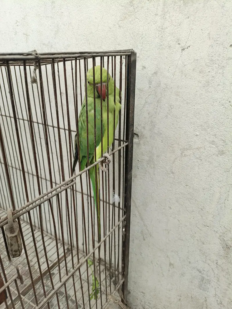 parrot — photo 2