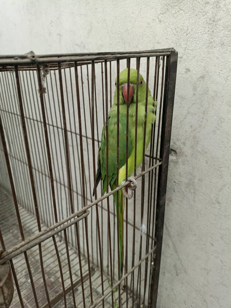 parrot 2