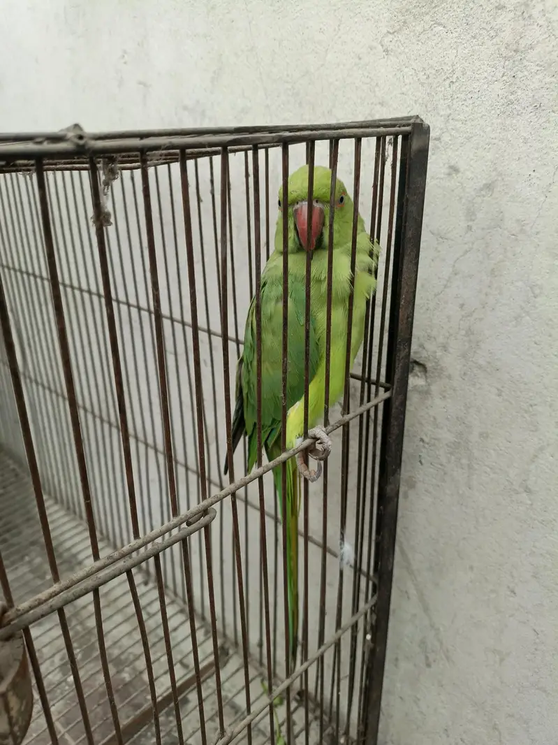 parrot — photo 3