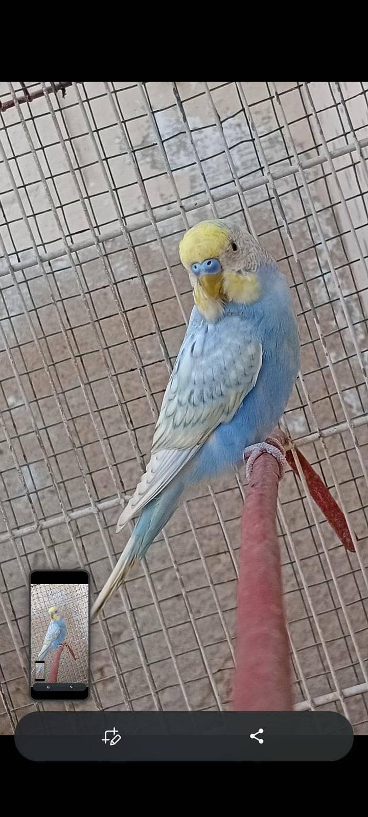 spangle BUDGIE 0