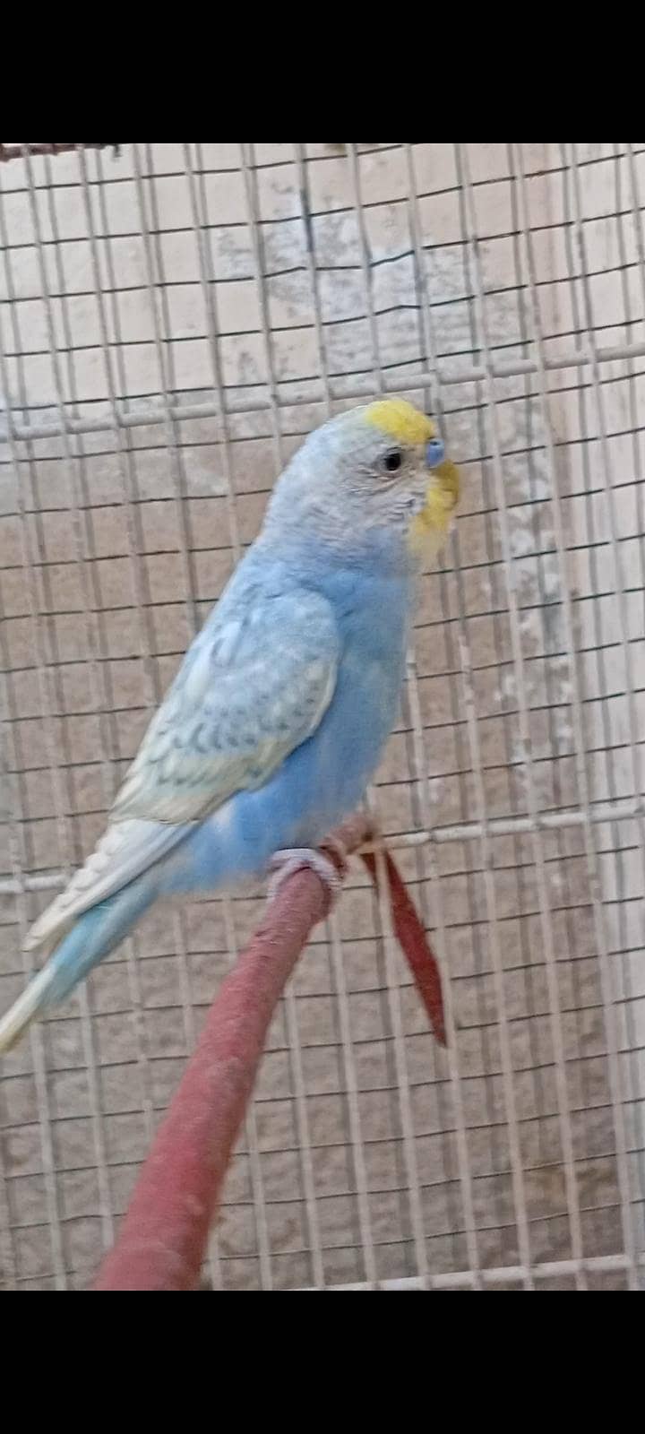 spangle BUDGIE 1