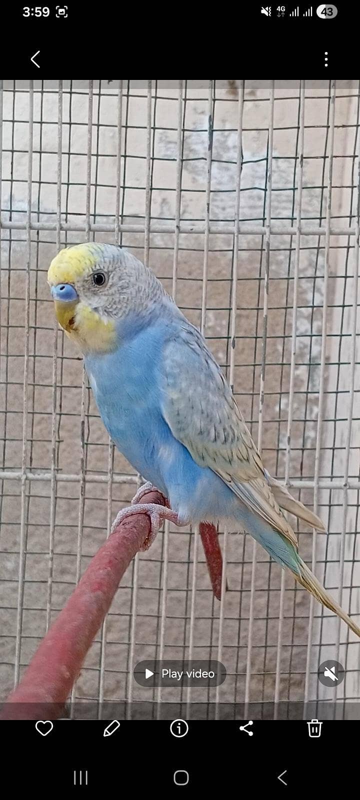 spangle BUDGIE 2