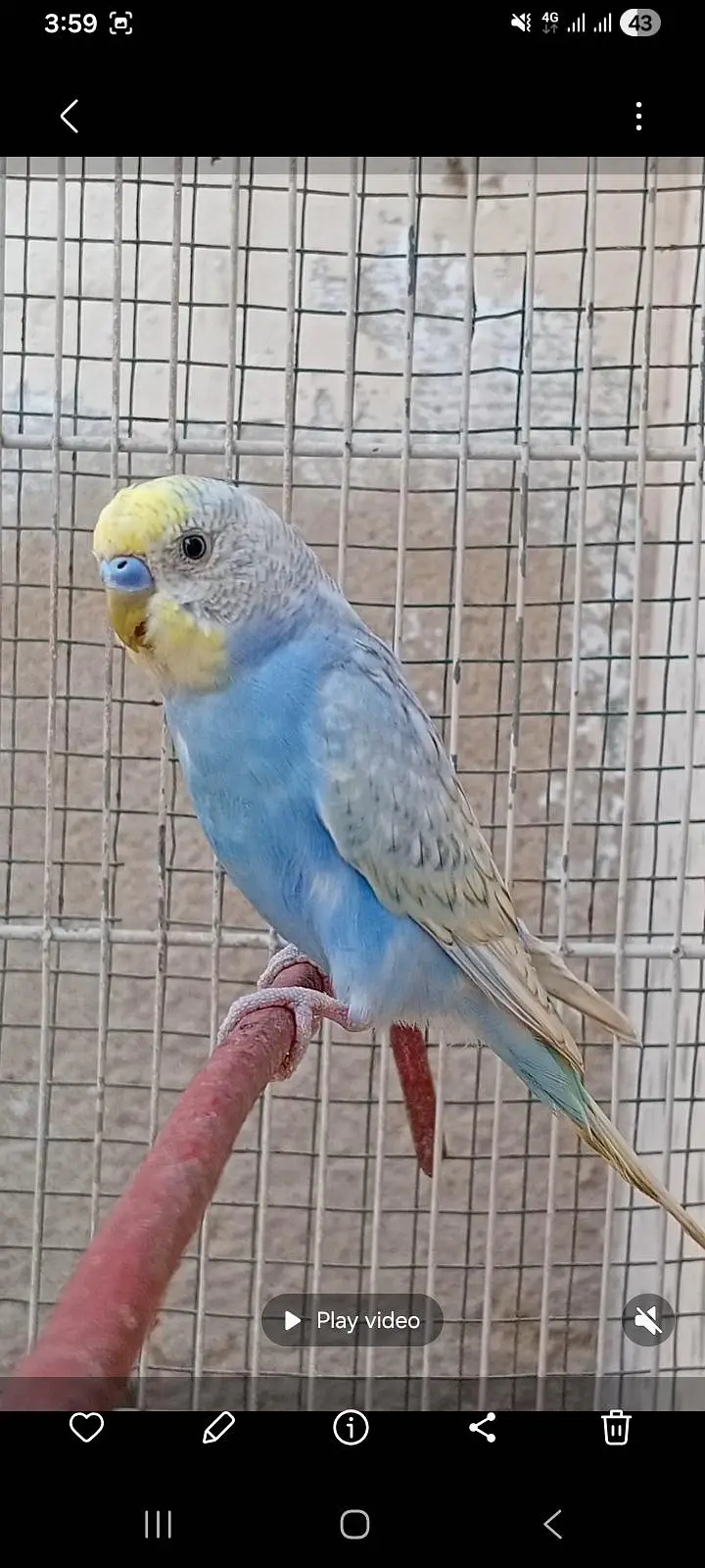 RAINBOW BUDGIES — photo 3