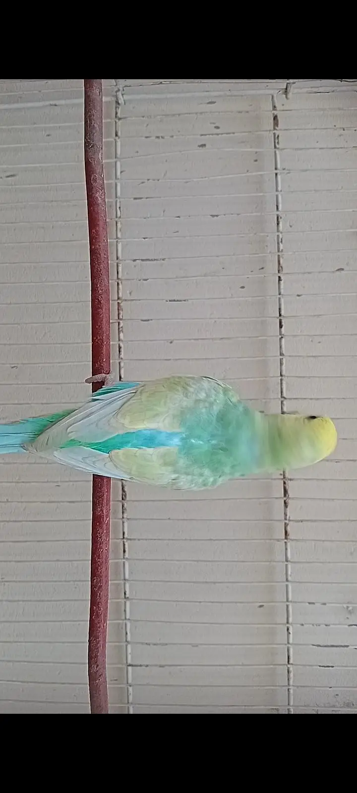 RAINBOW BUDGIES — photo 5