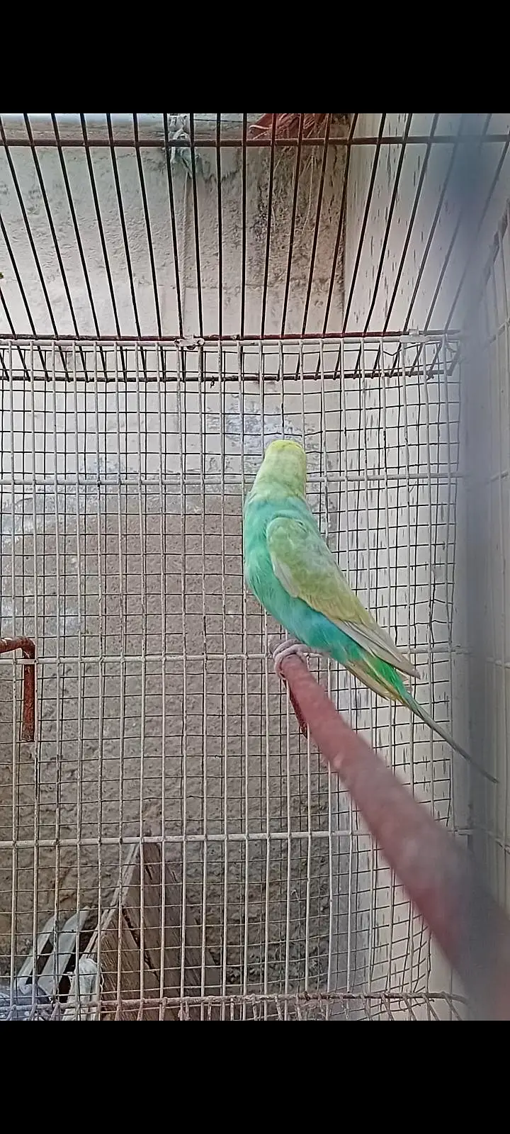 RAINBOW BUDGIES — photo 6