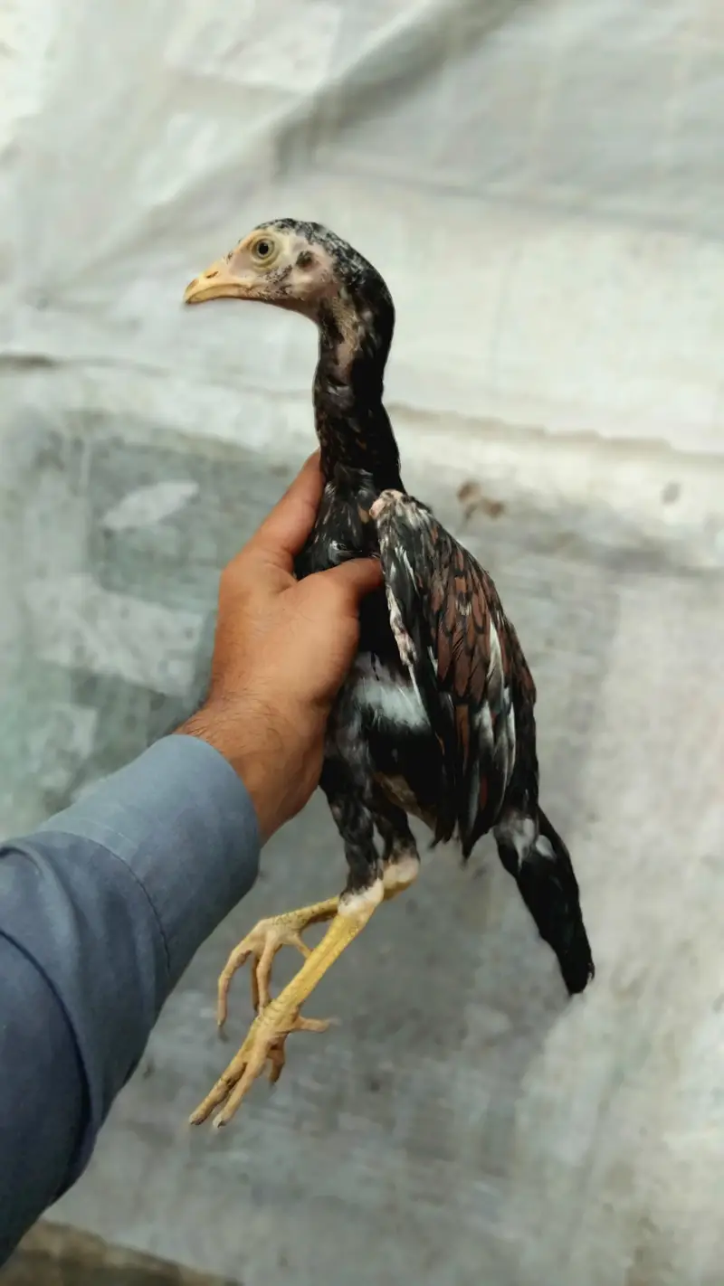 ASEEL PAIR — photo 2