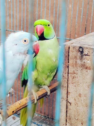 Ring neck pair