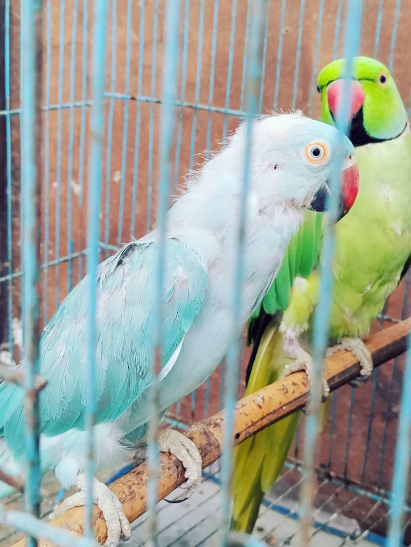 Ring neck pair 1