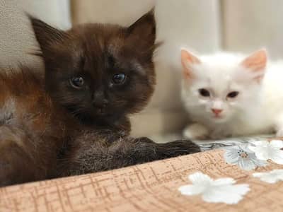persian kitten
