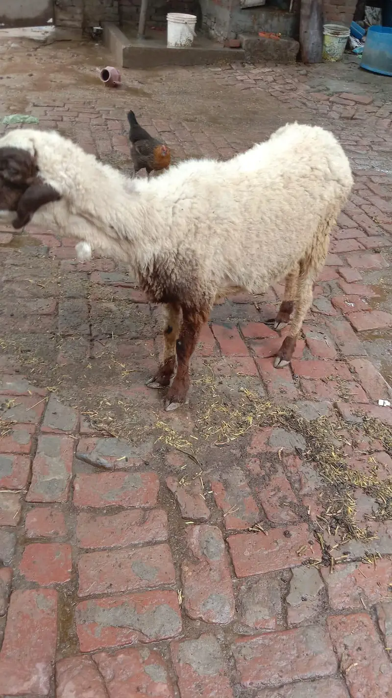 paid our lala urgent sale karnna ha jaldi rabta Karen fazol time vast — photo 3