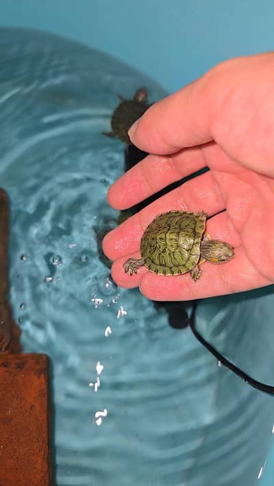 Turtle