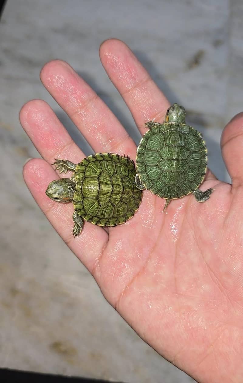 Turtle 1