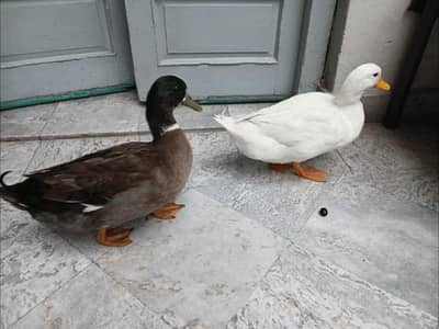 American Pekin and Mallard duck