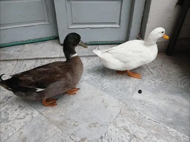 American Pekin and Mallard duck