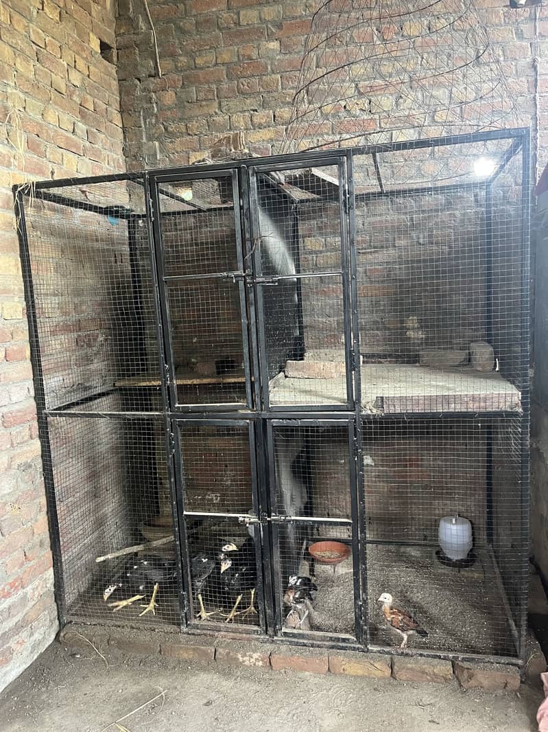 Han cages 1