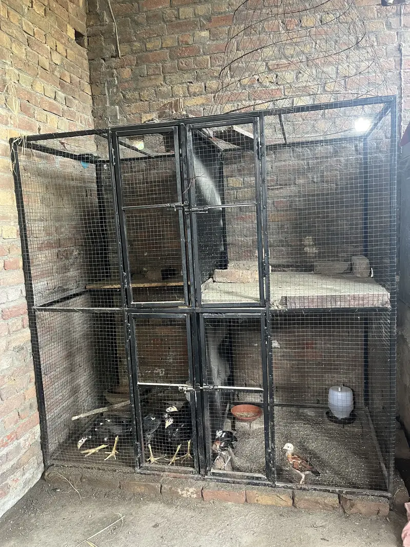 Han cages — photo 2