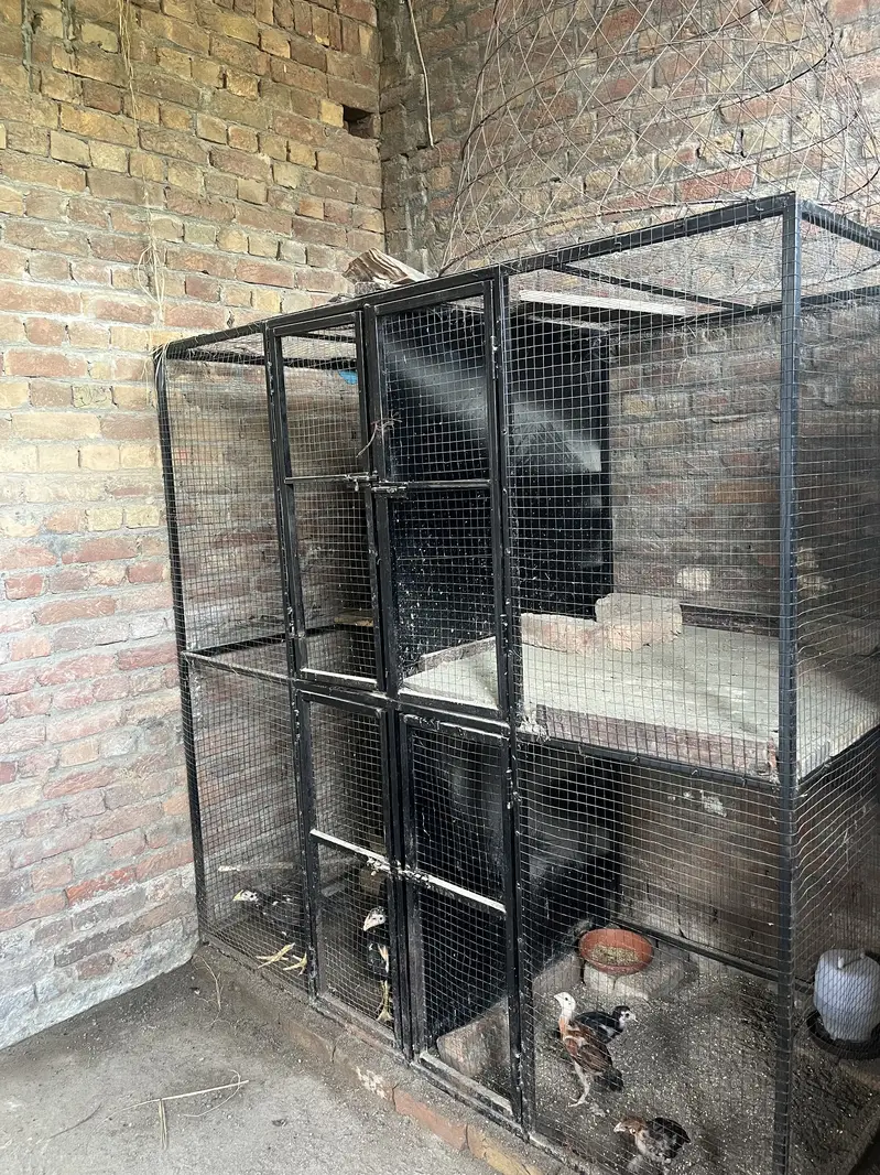 Han cages — photo 3