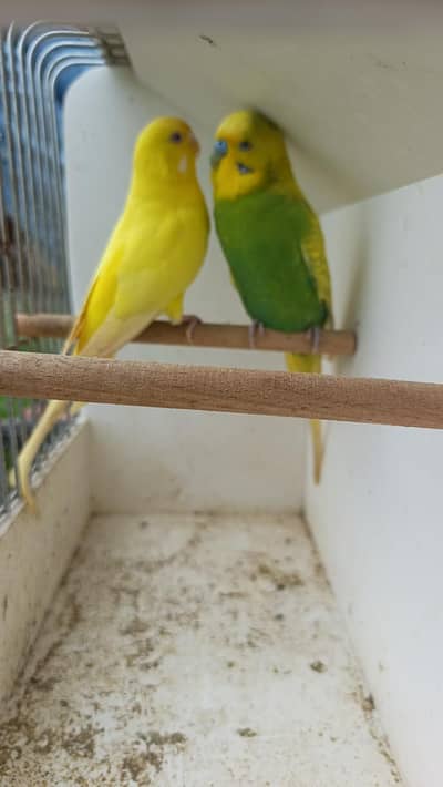 King size astlian pair for sale