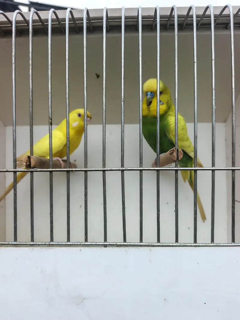 King size astlian pair for sale — photo 3