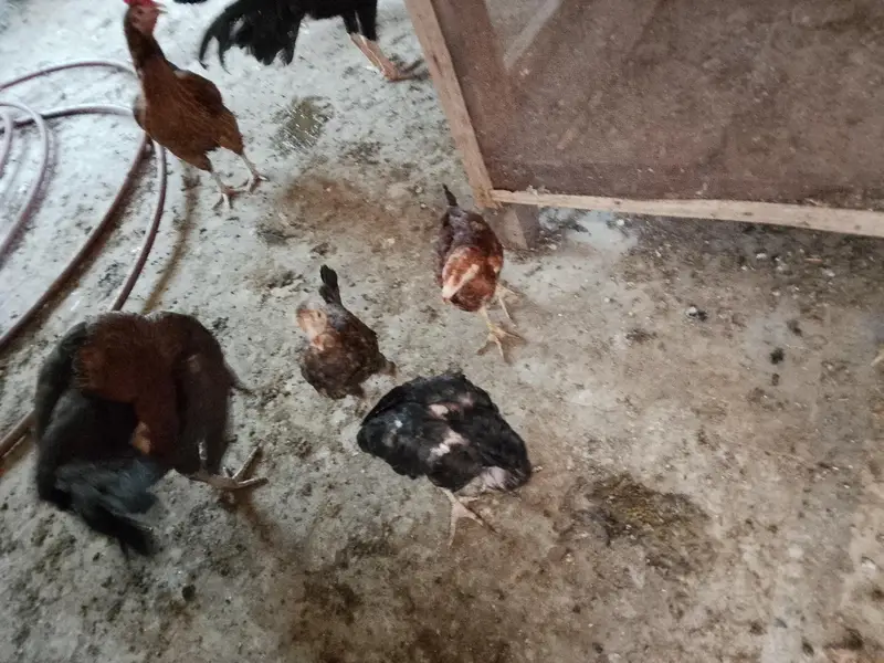 buhet c h kuch bche kuch bre murgia muge — photo 5