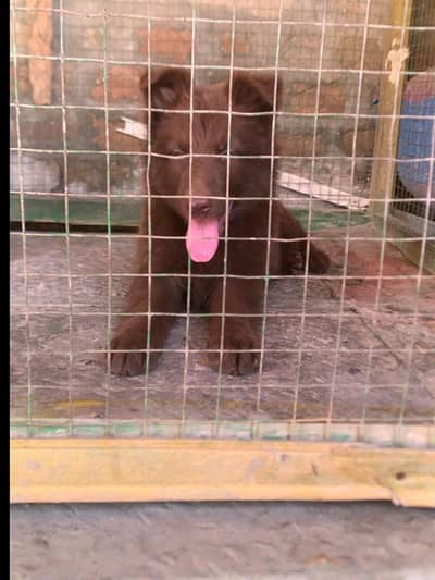 liver German shepherd dog for sale