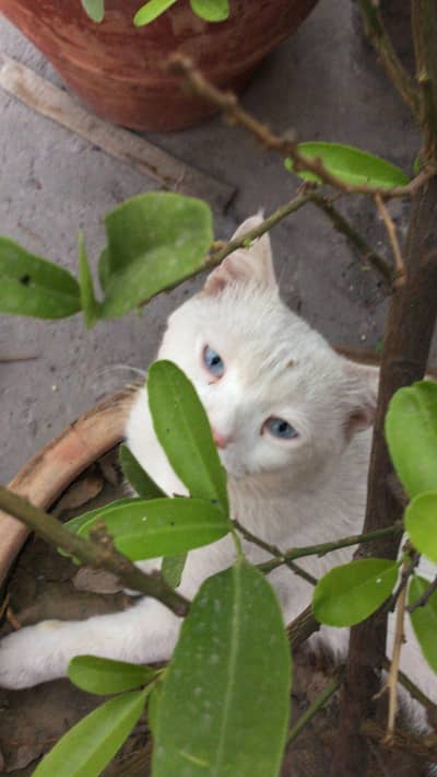 Beautiful White Cat with Stunning Blue Eyes for Sale in Lahore