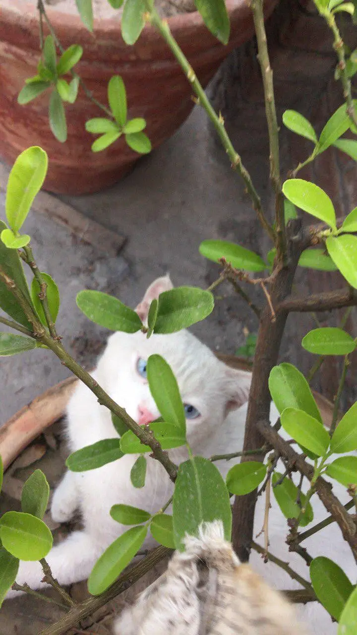 Beautiful White Cat with Stunning Blue Eyes for Sale in Lahore — photo 2