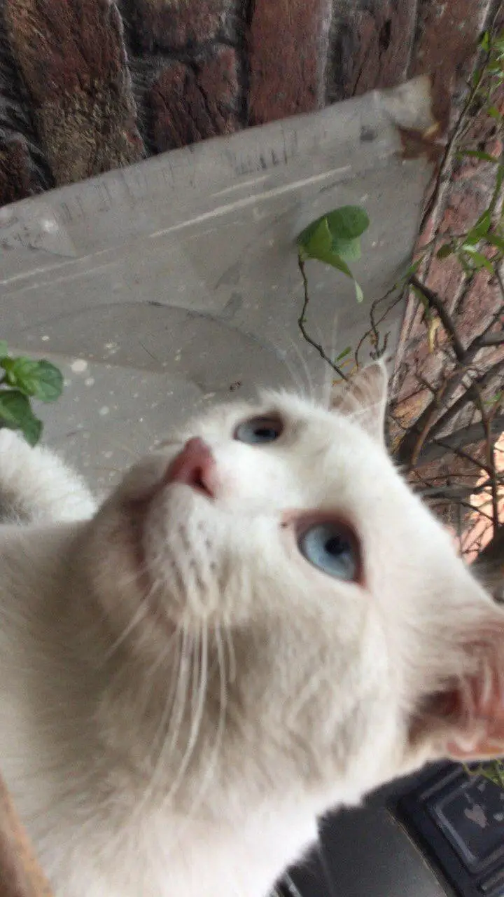 Beautiful White Cat with Stunning Blue Eyes for Sale in Lahore — photo 4