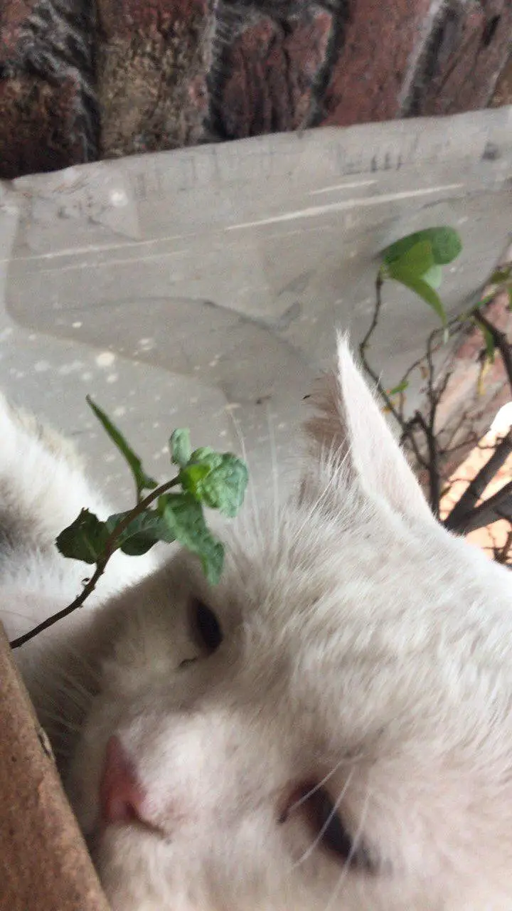 Beautiful White Cat with Stunning Blue Eyes for Sale in Lahore — photo 5