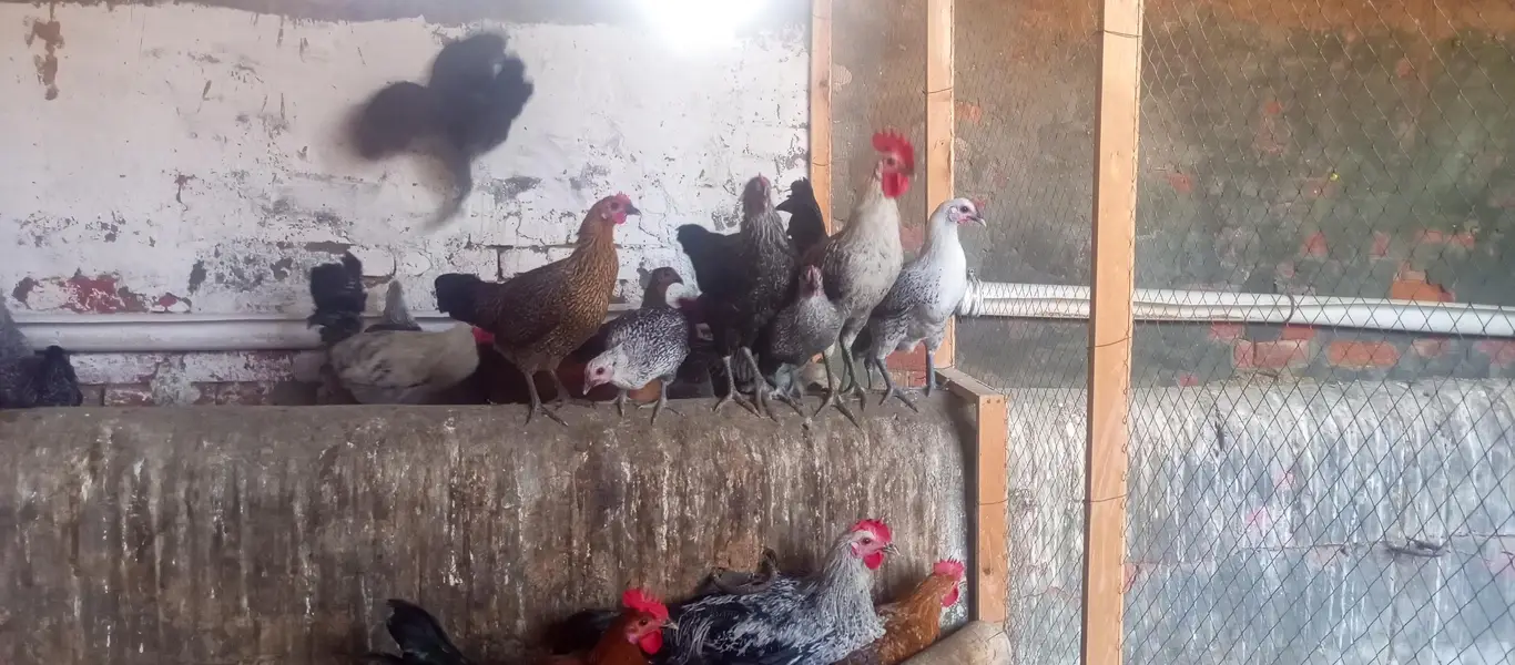 Fiomi hens \ egg laying fiomi hens /fiomi murga — photo 3