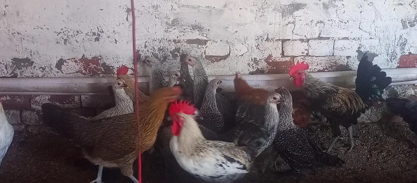Fiomi hens \ egg laying fiomi hens /fiomi murga — photo 4