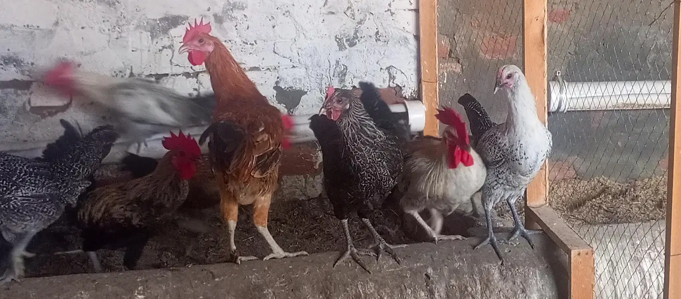 Fiomi hens \ egg laying fiomi hens /fiomi murga — photo 5