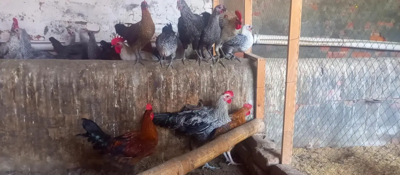 Fiomi hens \ egg laying fiomi hens /fiomi murga — photo 6