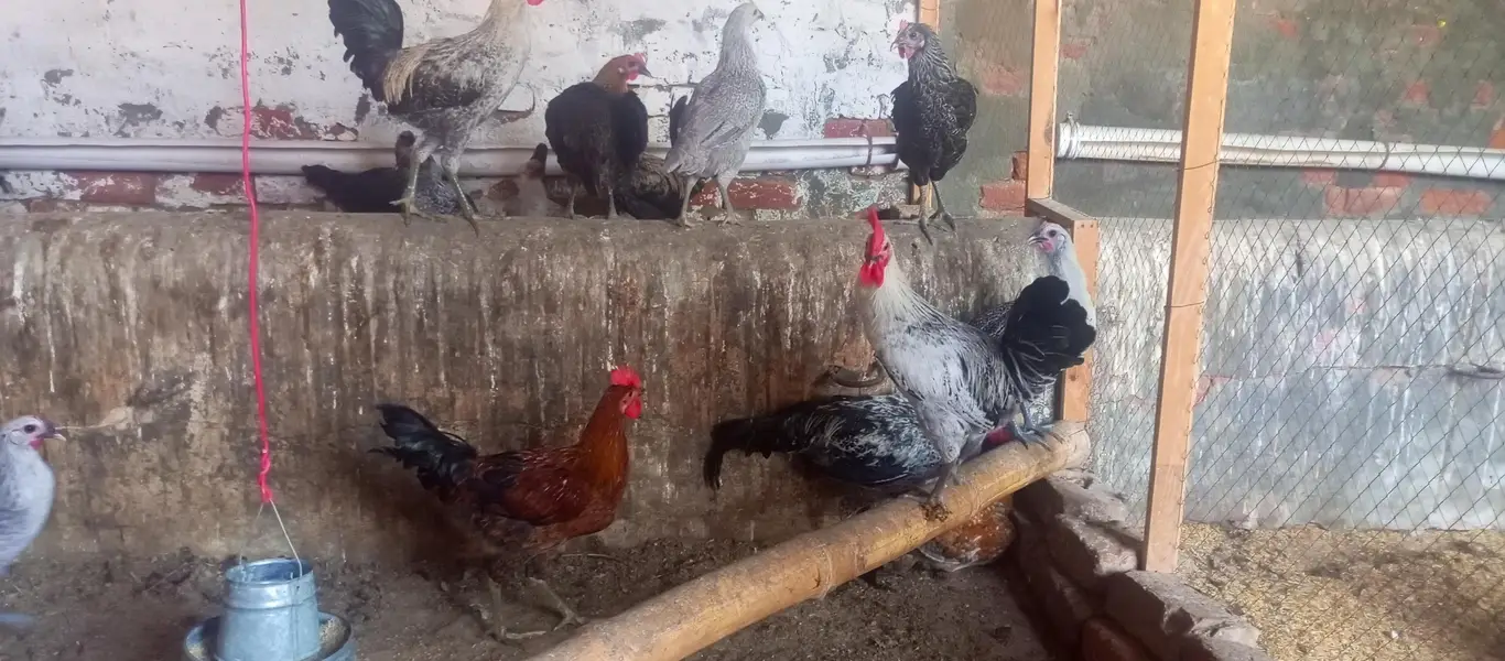 Fiomi hens \ egg laying fiomi hens /fiomi murga — photo 7