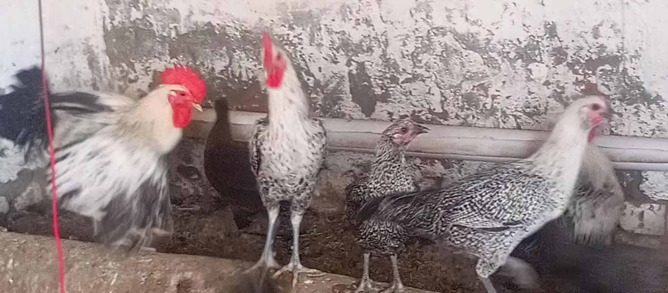 Fiomi hens \ egg laying fiomi hens /fiomi murga — photo 8