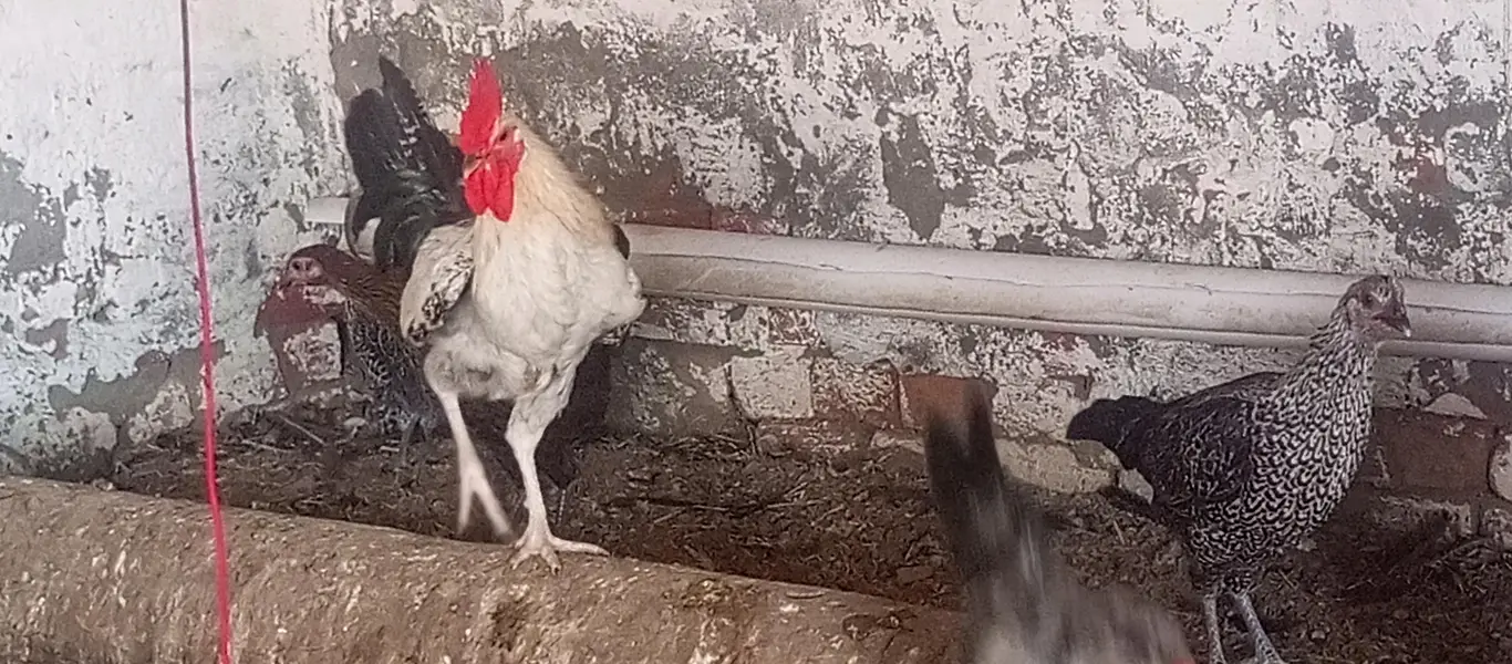 Fiomi hens \ egg laying fiomi hens /fiomi murga — photo 9