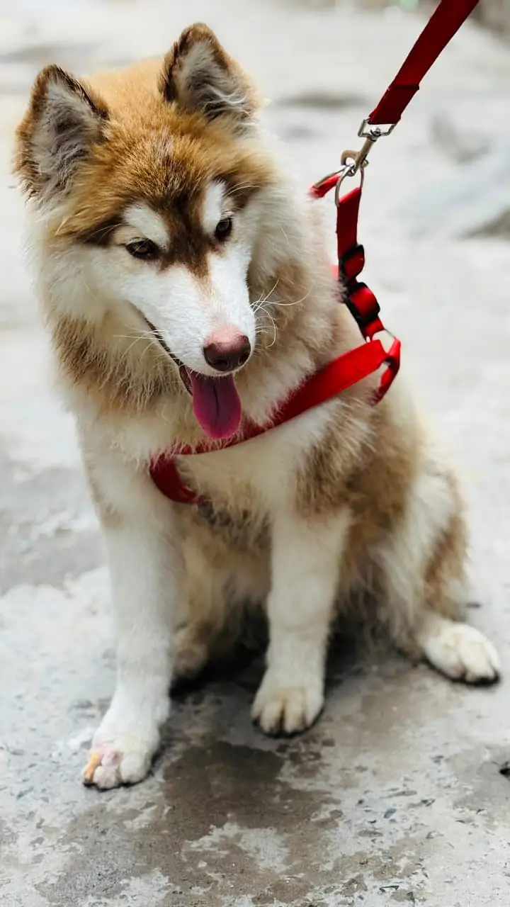 Siberian Husky / Husky dog / blue eyes / Husky puppies | husky