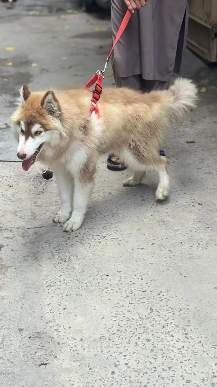 Siberian Husky / Husky dog / blue eyes / Husky puppies | husky — photo 3