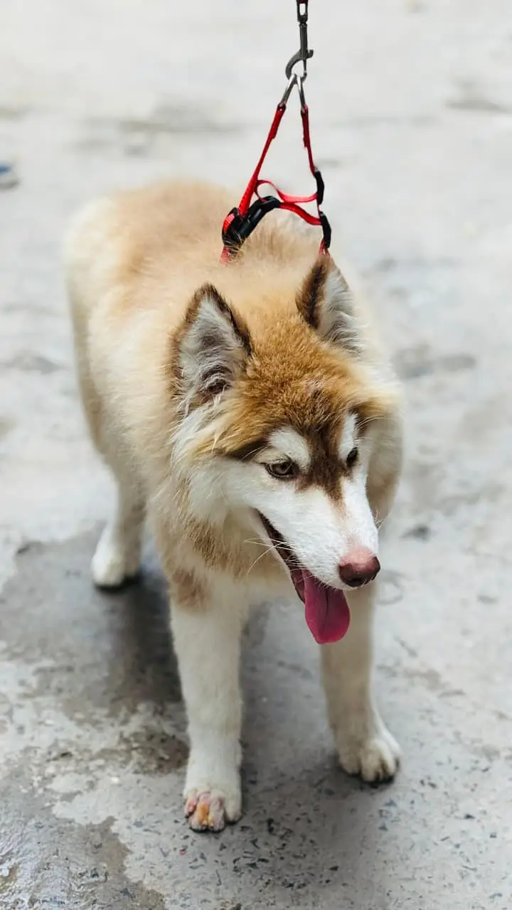 Siberian Husky / Husky dog / blue eyes / Husky puppies | husky — photo 4