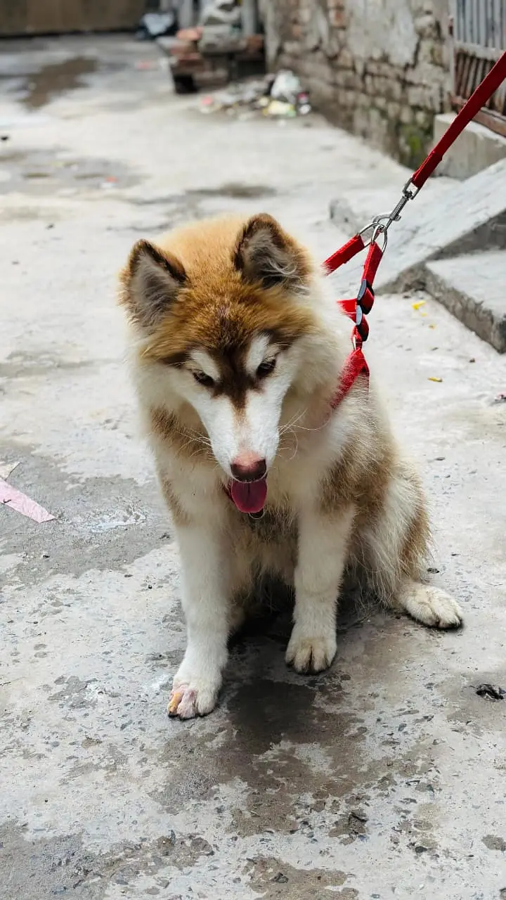 Siberian Husky / Husky dog / blue eyes / Husky puppies | husky — photo 5