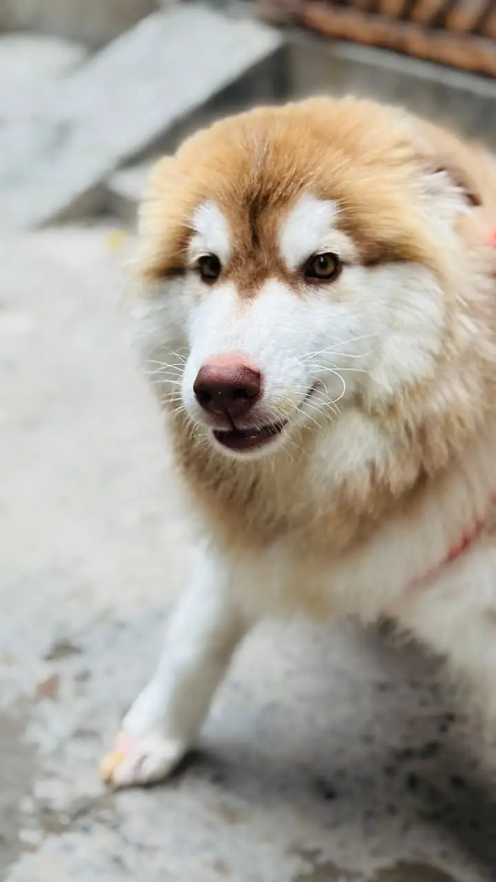 Siberian Husky / Husky dog / blue eyes / Husky puppies | husky — photo 6