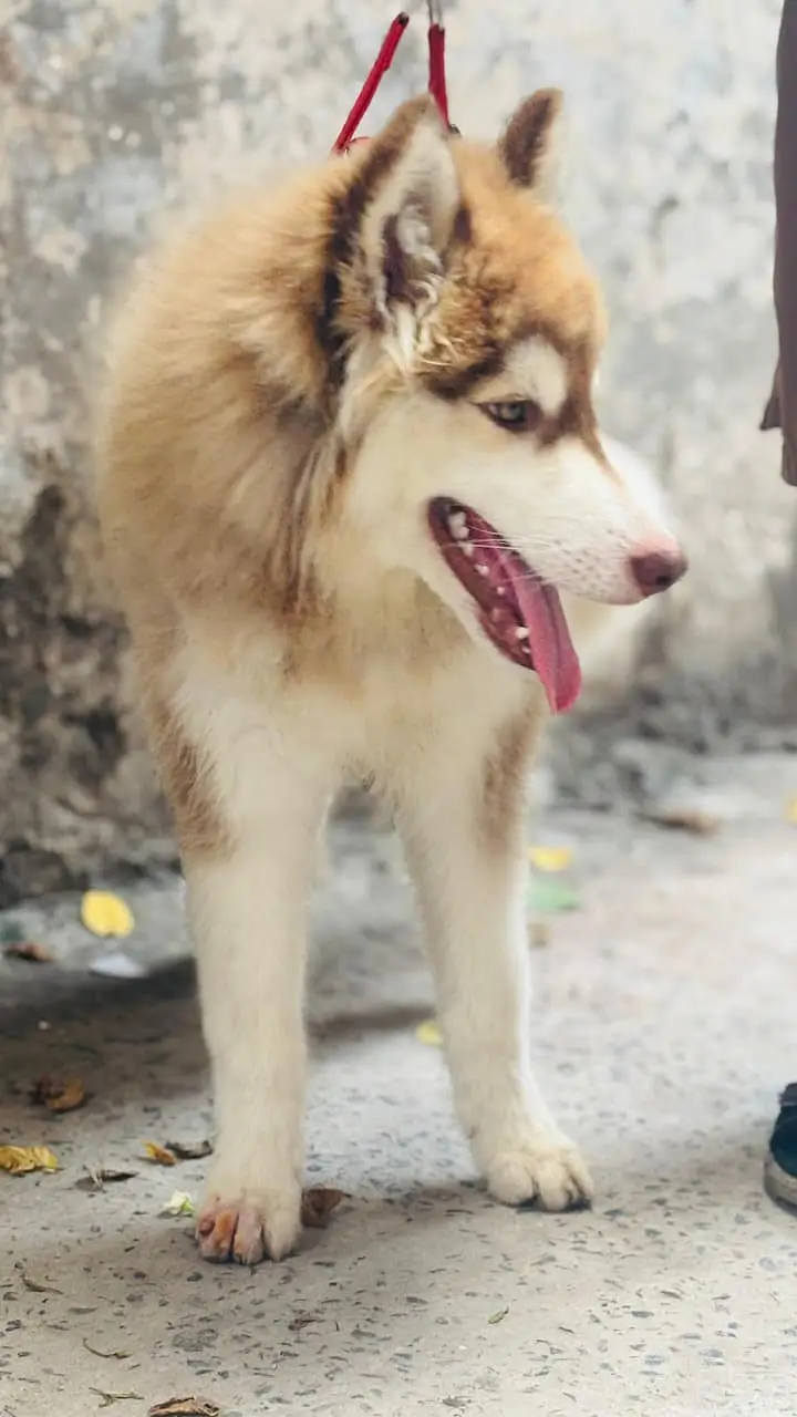 Siberian Husky / Husky dog / blue eyes / Husky puppies | husky — photo 8
