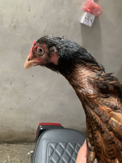Aseel Madi for sale 03185188819